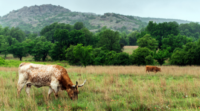 gaurargo platinum ranch in c texas