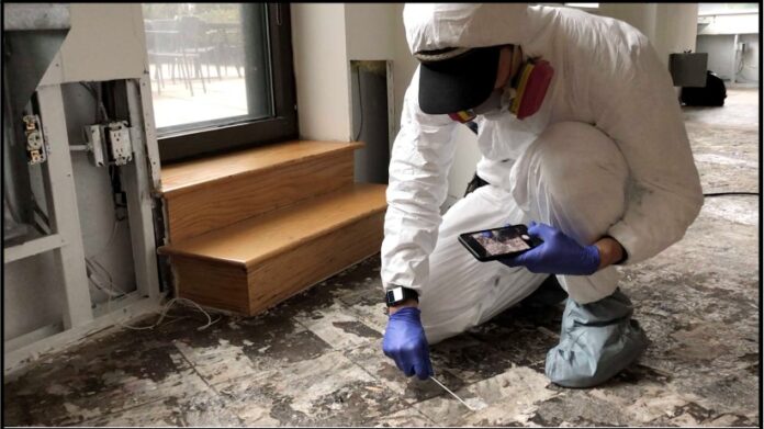 Why Ignoring Mold Can Lead to Serious Structural Damage